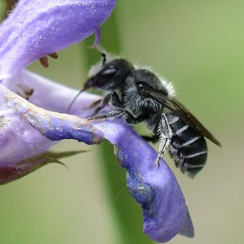 Réf. 239 860 : Osmia submicans